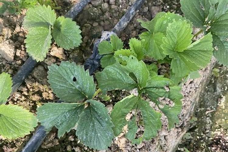 白术一亩地能卖多少钱