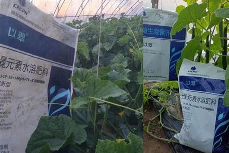 花生可以重茬几年