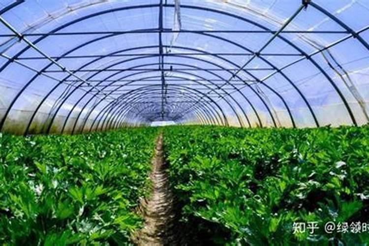 氨基酸哪些食物