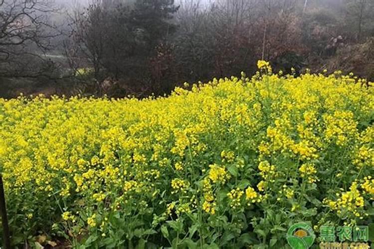 油菜什么时候喷施硼肥