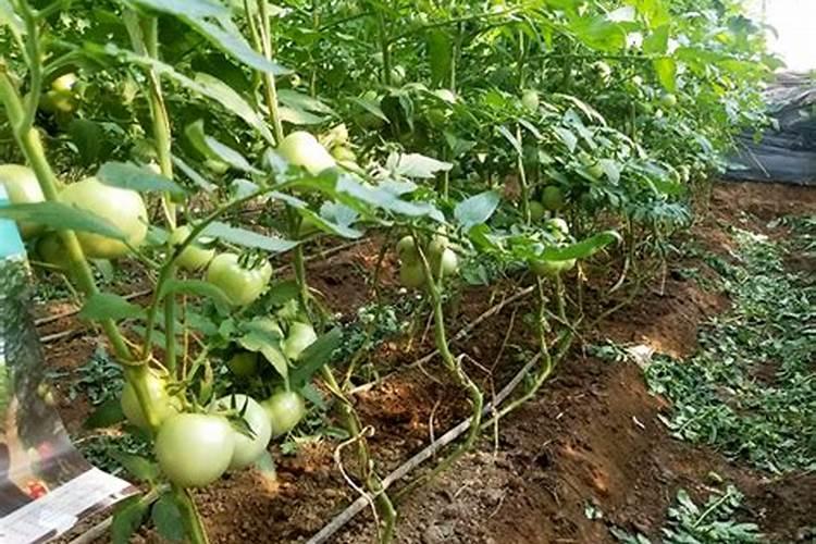 请问老师,越夏温室番茄盛果期怎么加强水肥管理,比如需要冲施哪种类型...