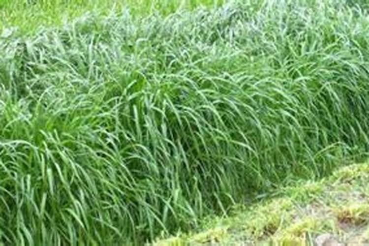 种植苜蓿叶面肥什么时候打