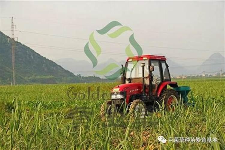 竹皇草的种植技术？什么时候种？