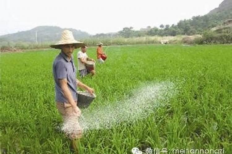 草坪施什么肥最好