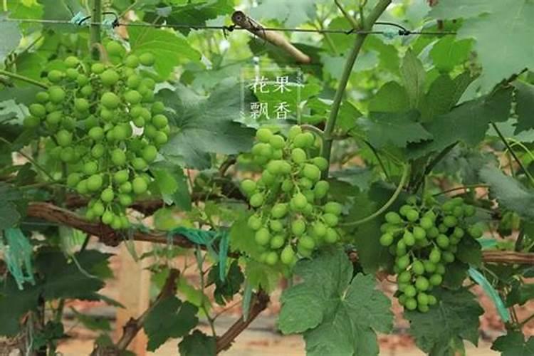 锦鲤鱼鱼粮多少钱一斤