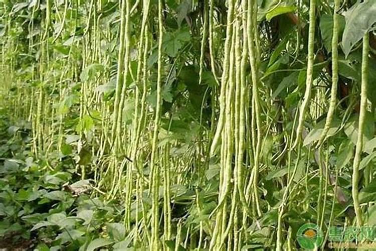 豆角花期用什么肥最好