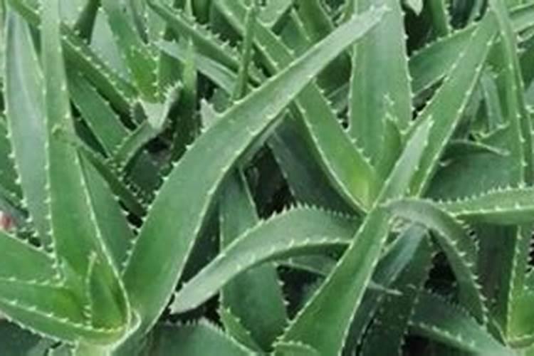 芦荟用什么肥料长得快