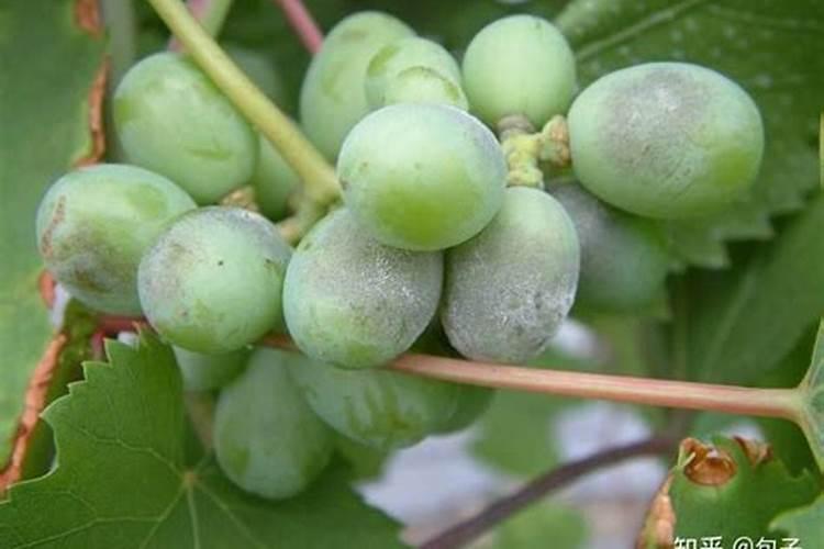 微量元素水溶肥的作用及功效