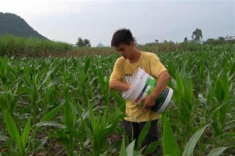 葡萄增甜靓果追施肥哪种好？冲施矿源什么时候合适