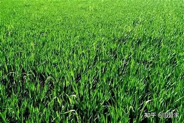 火龙果结果期间施什么肥,才能长得又大又甜？