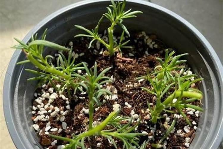 长寿花不长的原因有哪些