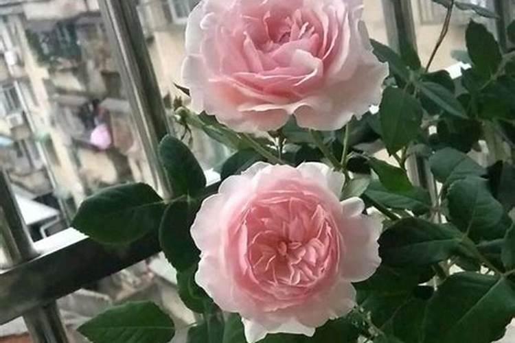 怀孕入盆多久能生