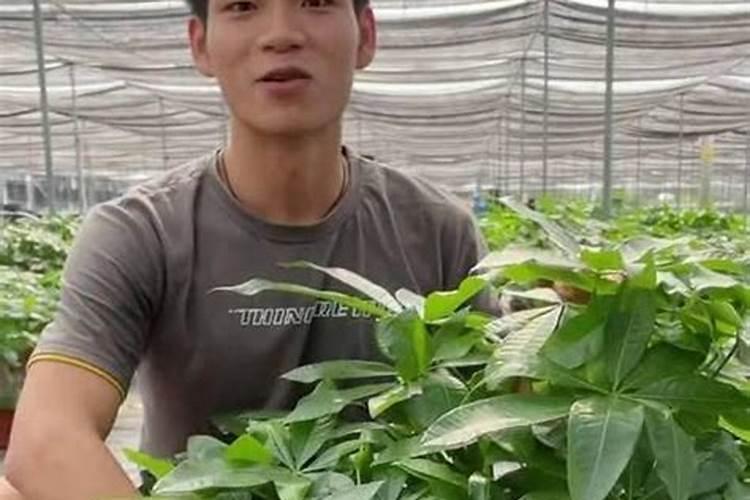 怎样使发财树叶子更绿