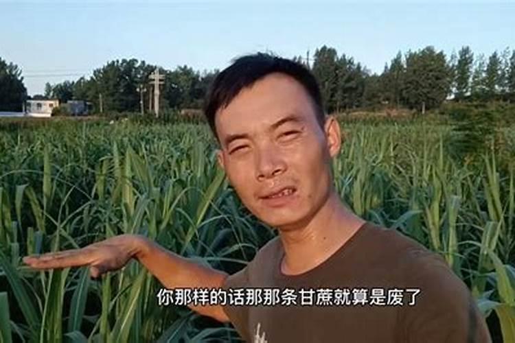 甘蔗壮丰素使用方式