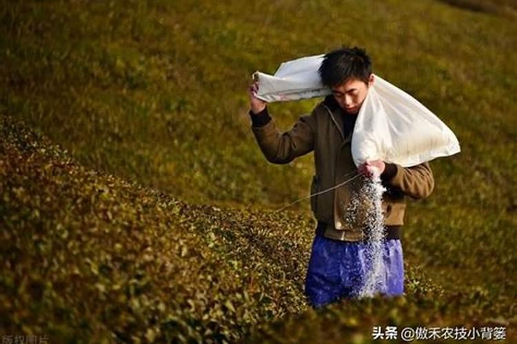 打叶面肥的最佳时间及温度