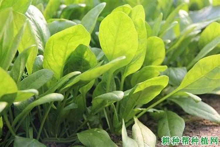 橡皮树能用什么肥料