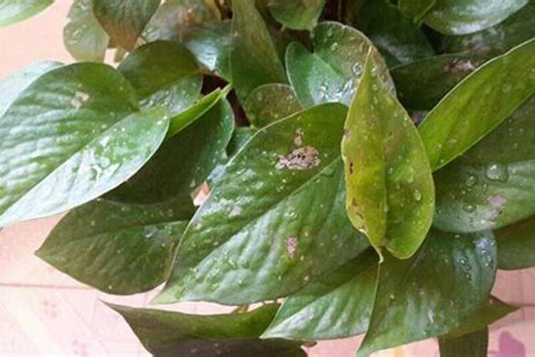 绿萝可以施复合肥吗,绿萝复合肥一盆施几粒(4粒/用水溶解)