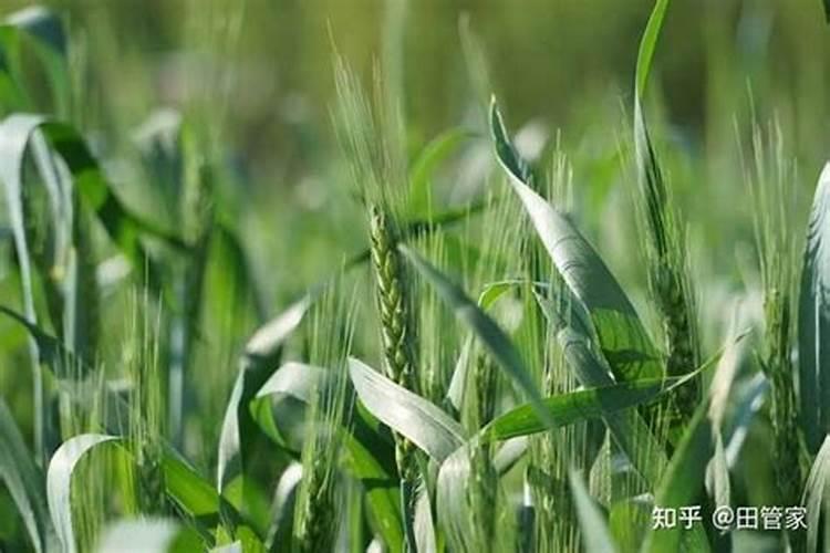 大白菜播种前或播种后苗前处理方法是什么？