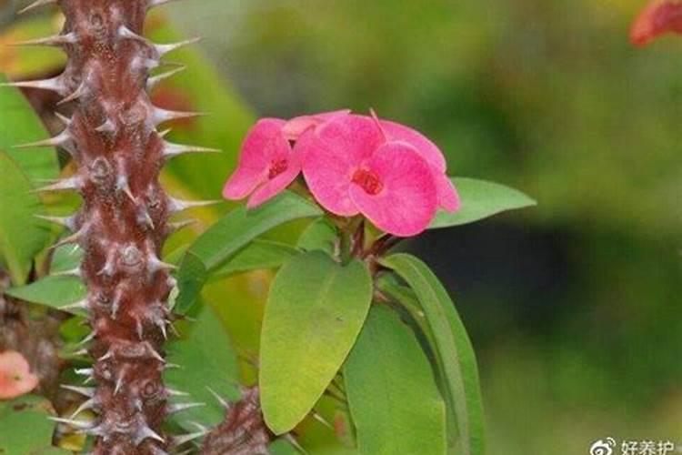虎刺梅浇什么肥料合适
