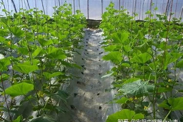 叶面肥哪个厂家最好