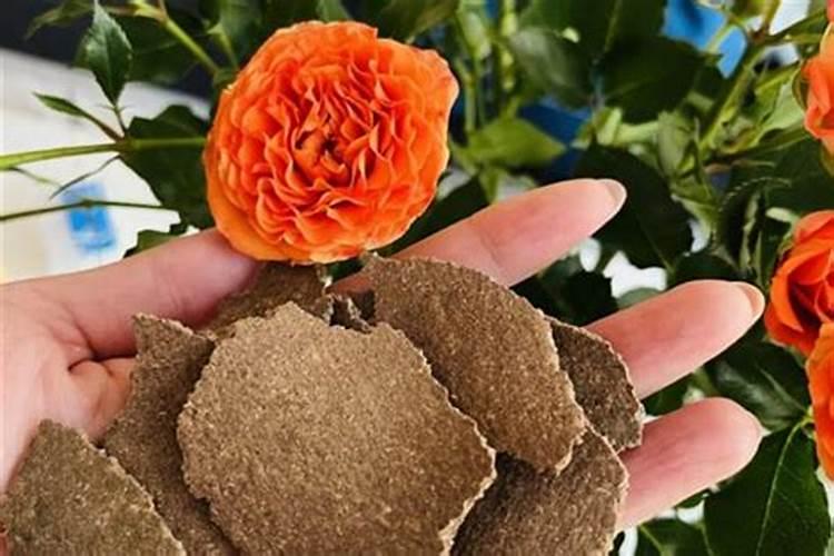 苏打绿为什么休团三年 高晓松怎么评价苏打绿说了什么