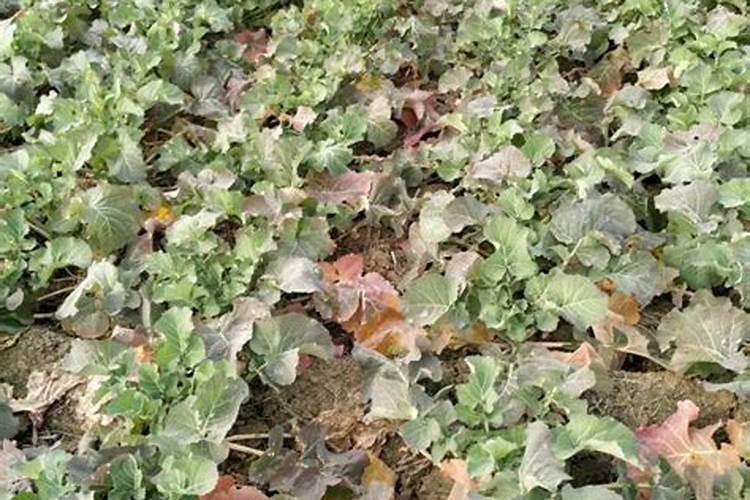 请问多肉用什么肥料最好