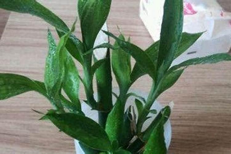 芸豆叶子发黄怎么回事