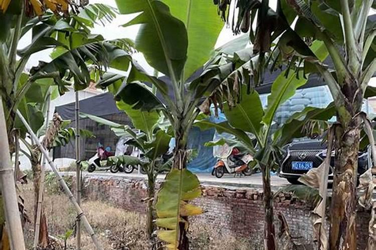 盆栽芭蕉施鸽子粪做肥可以吗 盆栽芭蕉施鸽子粪做肥可不可以