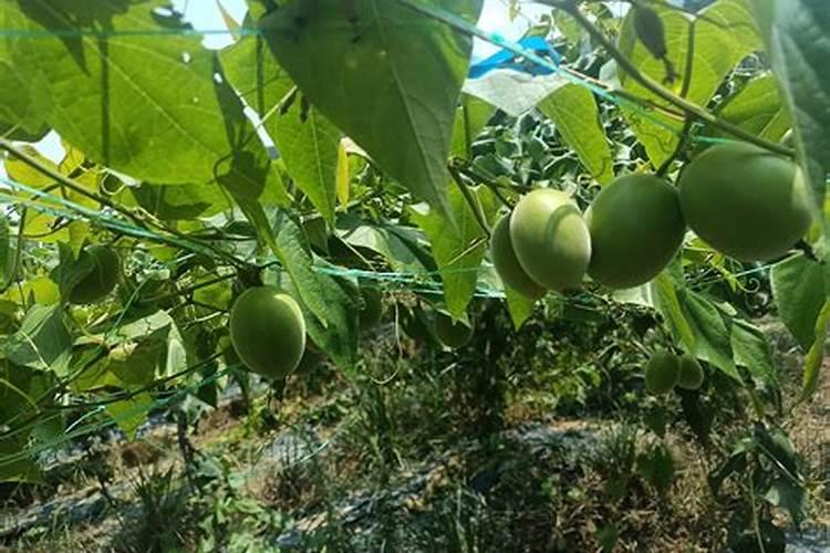 百香果下什么肥料着色增甜？种植百香果下什么肥料产量高