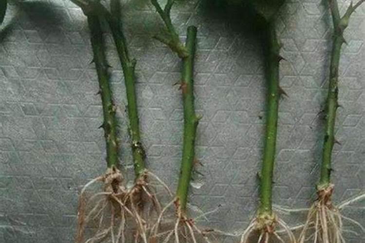 月季花浇什么肥最好