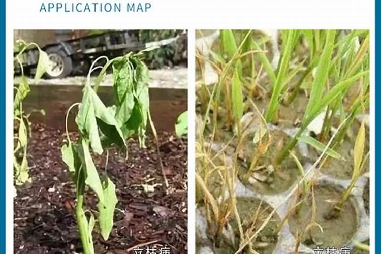 小麦打除草剂能加芸苔素吗