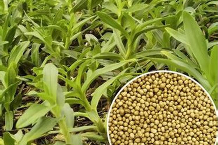 有机肥与无机肥的区别是什么？