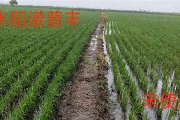 水稻进去拔节期的标志及拔节期的管理措施