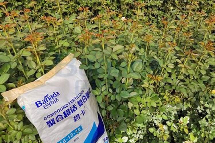 20:20:20水溶肥l壶水加入多少克当叶面肥用？