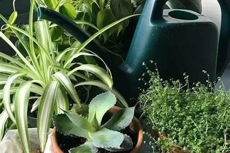 西瓜放多久不能吃了