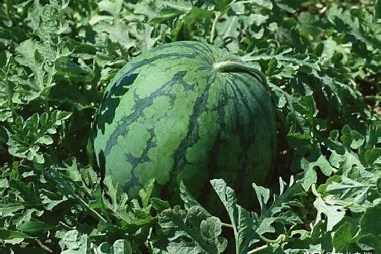 葡萄树用什么肥料好