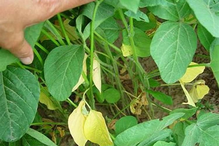 黄豆病虫害防治技术与方法措施