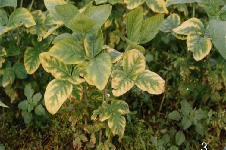 ...甜菜、大豆、花生等作物缺钾有何症状？怎样防治？