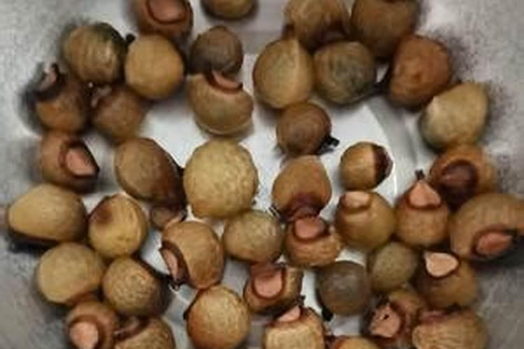 玉米几叶期打控旺剂最好