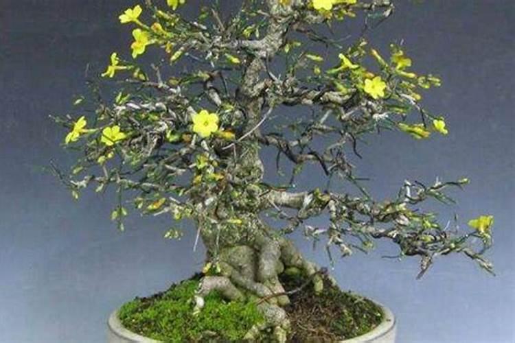 效果好的水溶肥是哪家