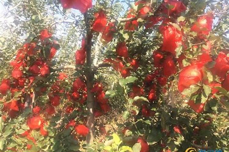 硼硝酸钾热力学参数