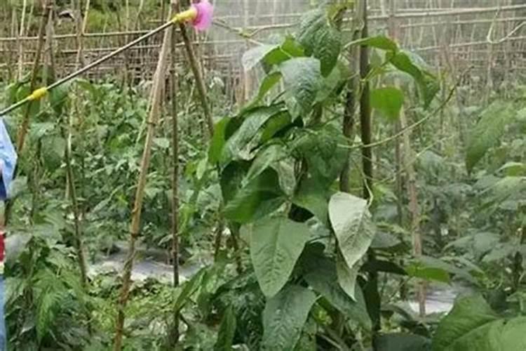 种花生什么时候施肥