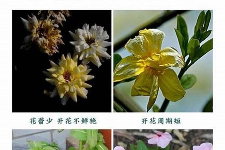 答粉丝问:种玉米 施底肥 尿素好还是氮磷钾复合肥好？