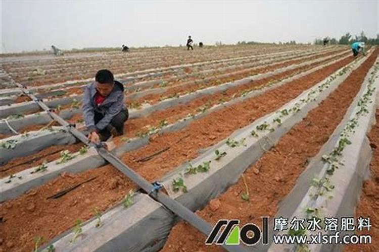 红薯根部增大要用什么肥料？红薯用什么水溶肥产量高？