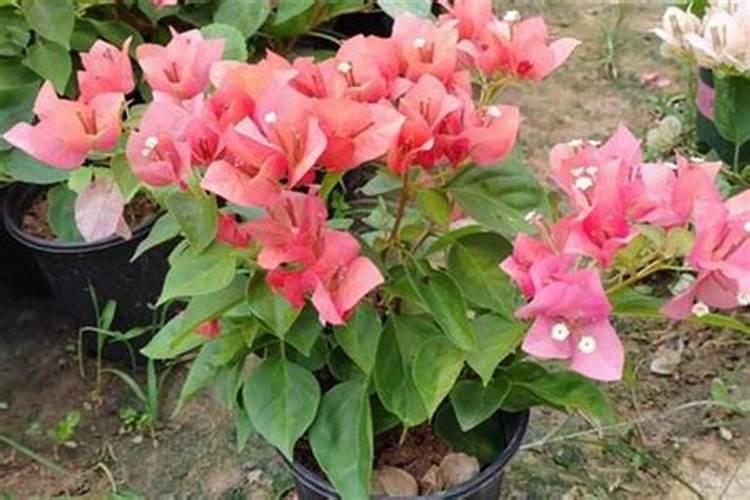 磷肥有生根的作用吗