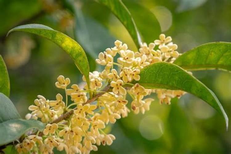 桂花施肥的最佳时间