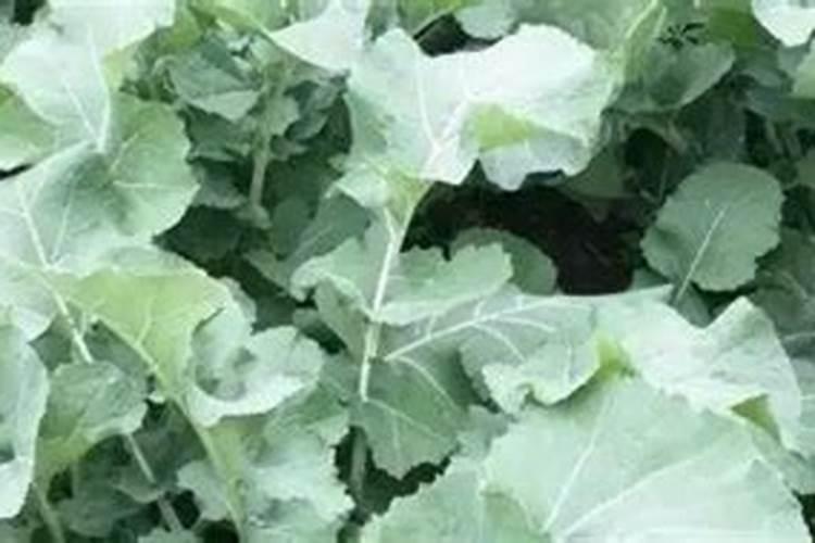 洋洋硫酸钾复合肥是大厂肥吗