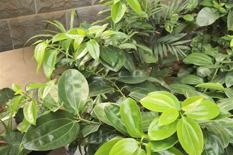 全国最好的硅肥厂家,大家来谈谈有哪些？