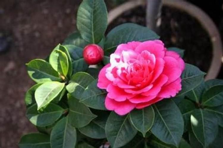 茶花用什么肥料长得快