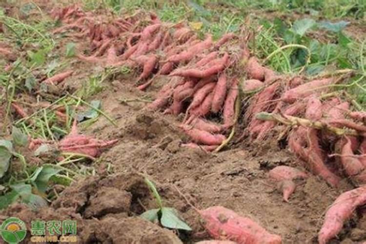 种番薯什么时候施肥